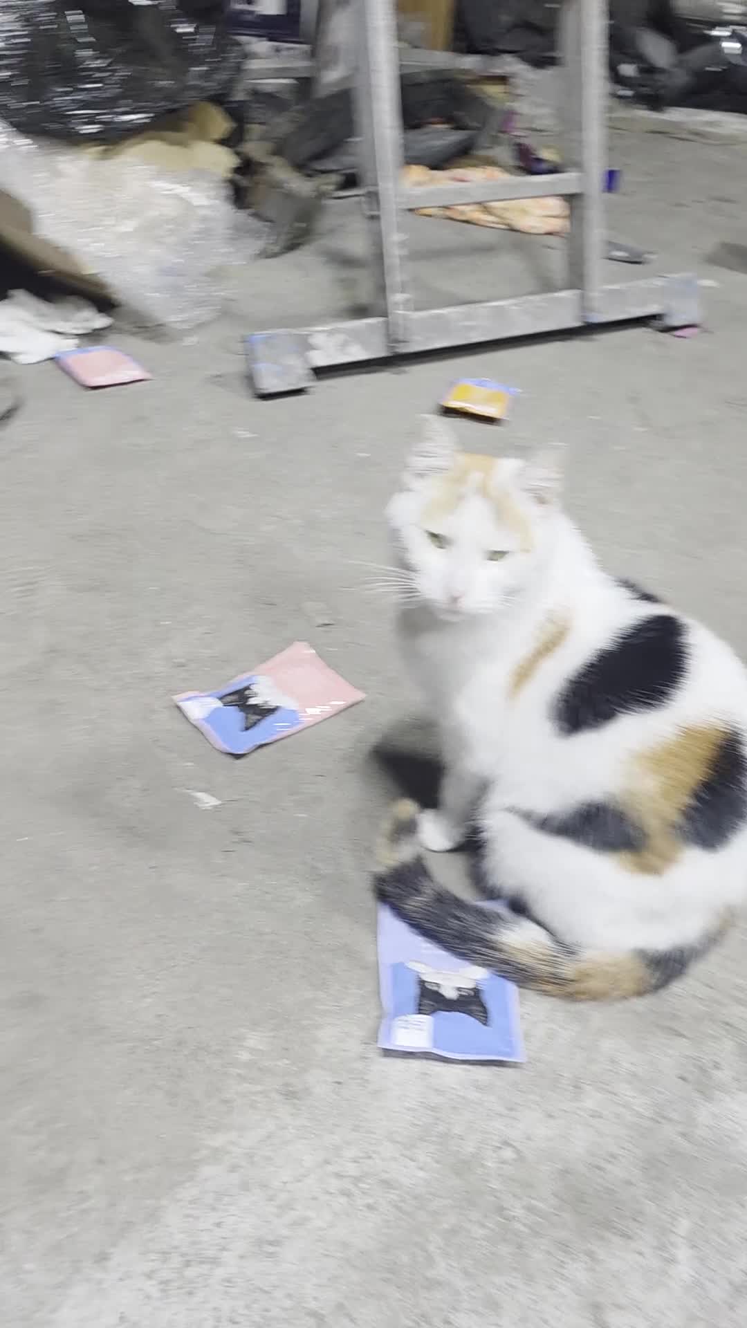 Mixed Breed cats for sale: kittens and mother are very friendly  - Video 2