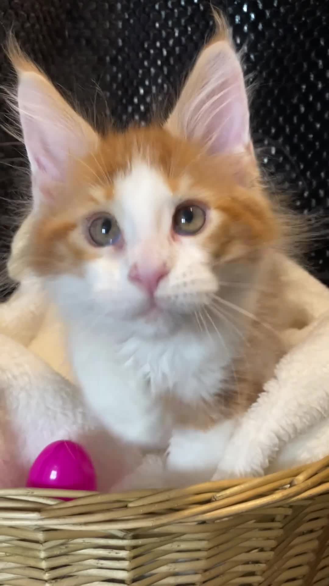 Maine Coon cats for sale: Monarch, Maine coon PEDIGREE XL kittens - Video 1