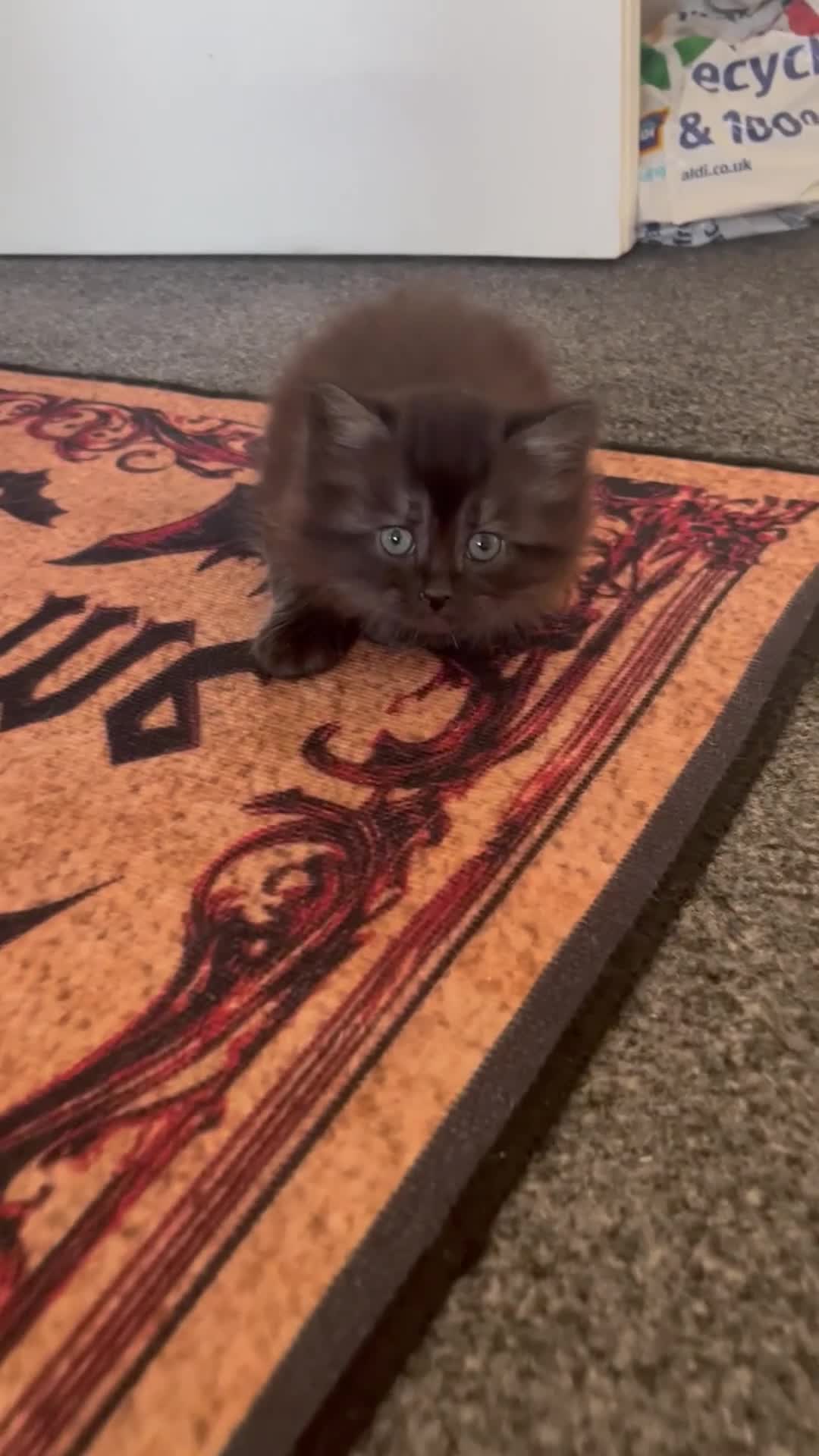 Mixed Breed cats for sale: Fluffy kittens super friendly  - Video 1