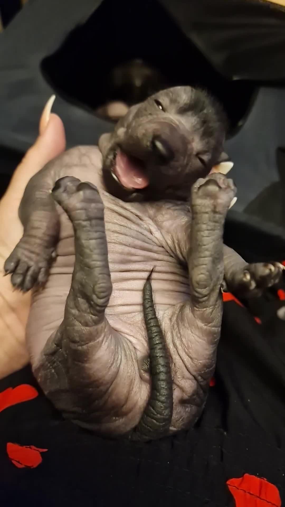 Mexican Hairless dogs for sale: Mini size girl. - Video 1