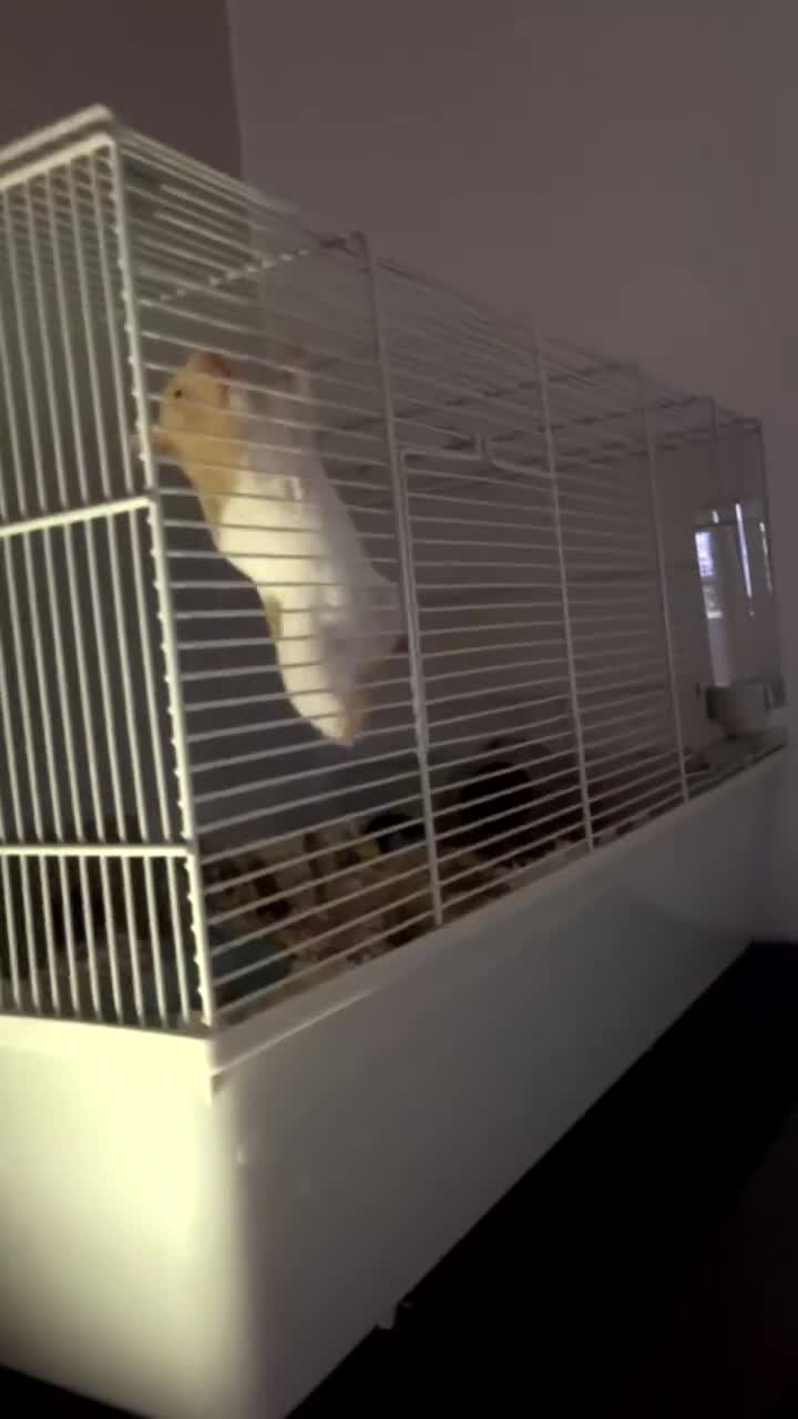 Hamster rodents for sale: female syrian hamster - Video 1