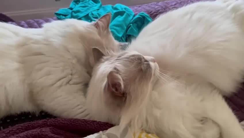 Ragdoll cats for sale: Rare Lilac Bicolour Ragdolls in Hook, Hampshire - Video 1