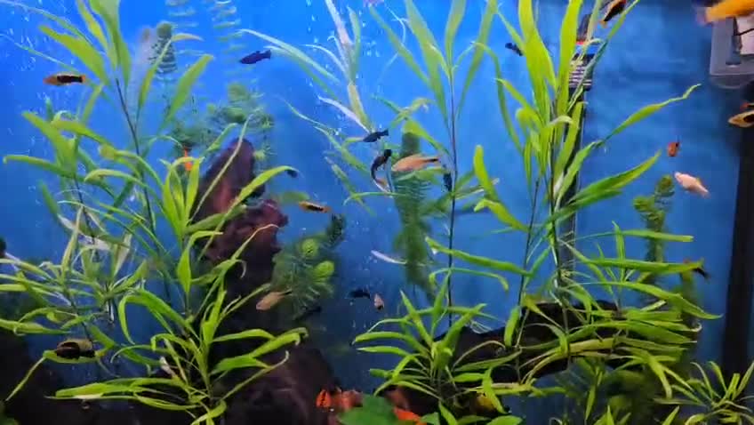 Mollies fish for sale: Molly and ancistrus fish - Video 1