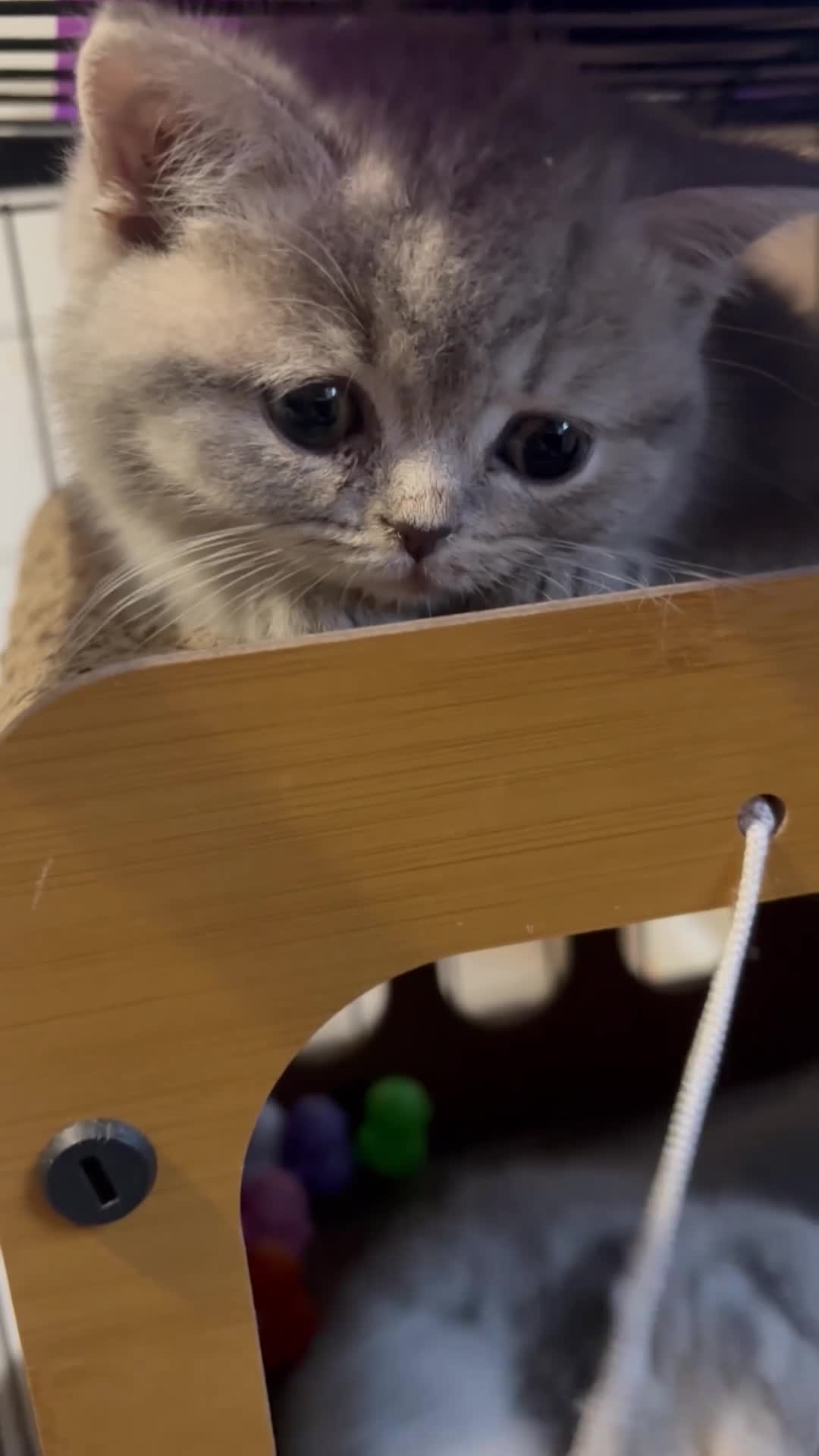 British Shorthair cats for sale: Last boy left Blue tabby’s British shorthair  - Video 1