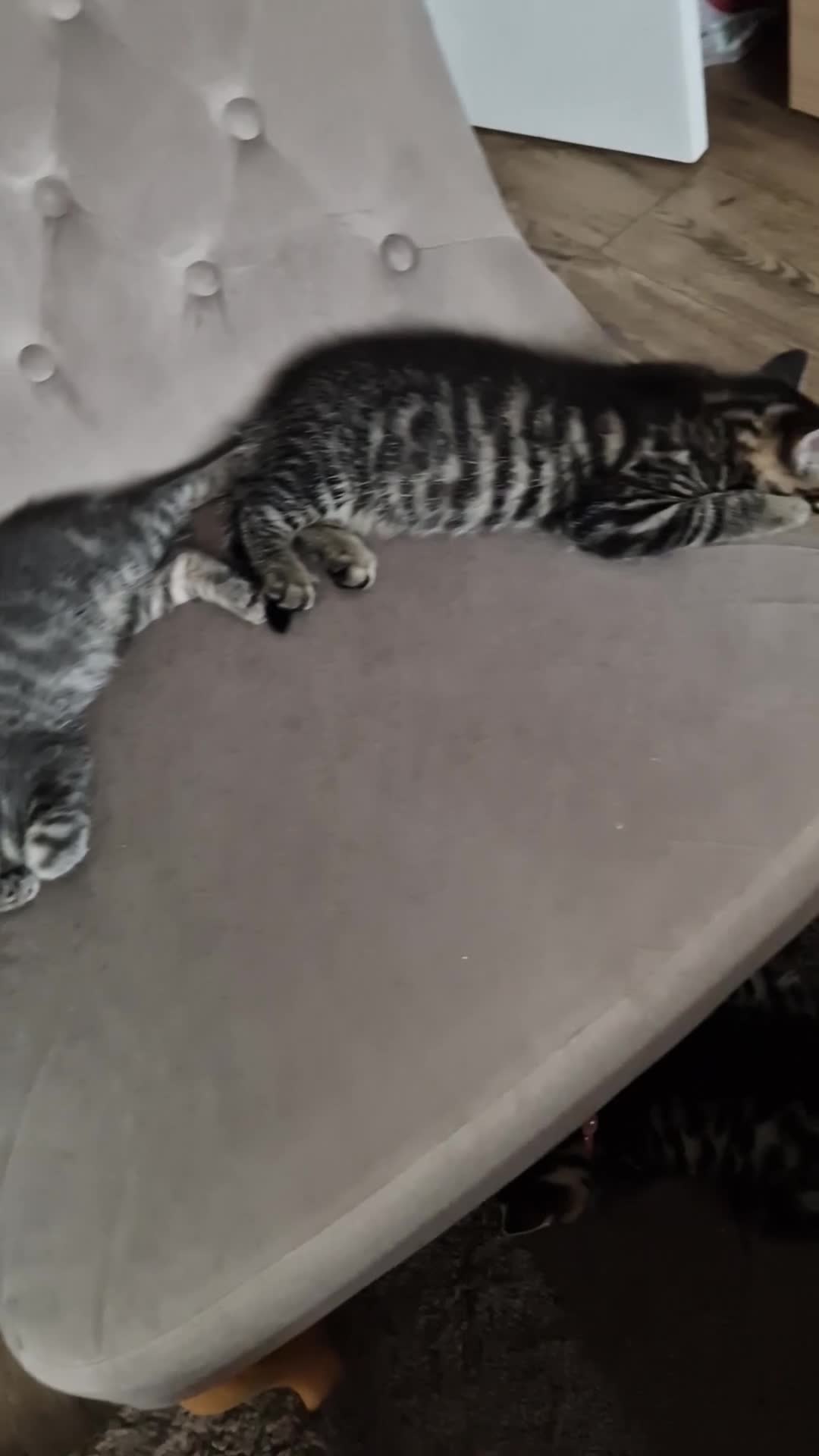 Mixed Breed cats for sale: 3 Mixed Kittens - Video 2