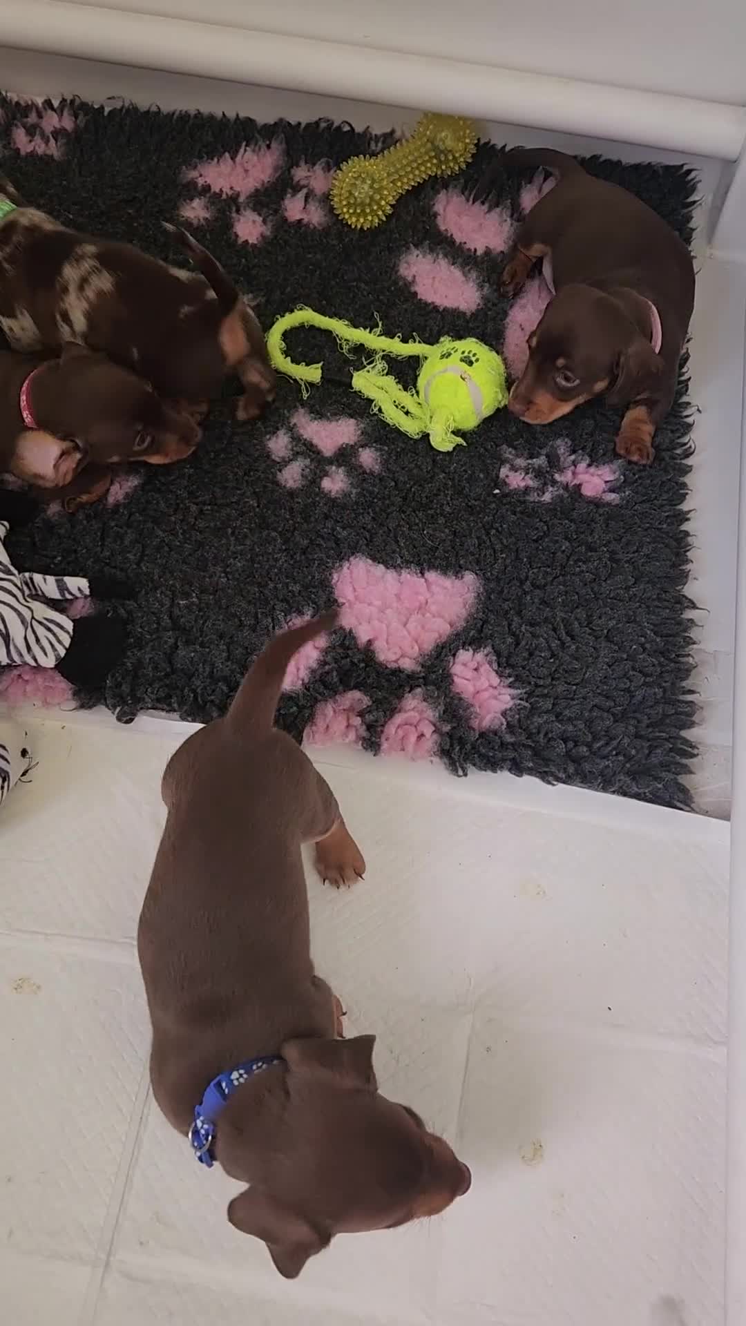 Miniature Dachshund dogs for sale: 🩷2 BABIES LEFT🐶READY TODAY🐶HAD 1ST/2ND JAB🩵 in Chorley - Video 1