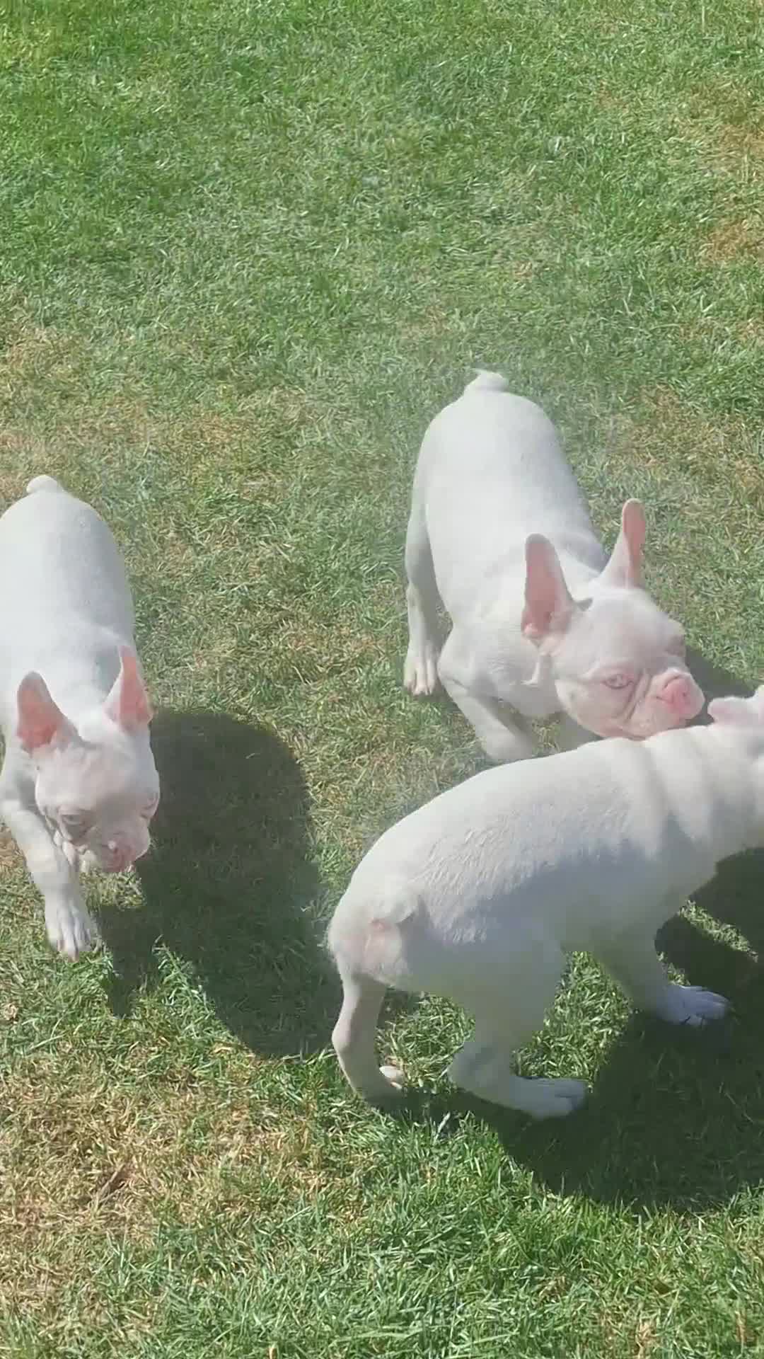 Boston Terrier dogs for sale: 1 Available Reduced Rare Boston Terriers Boys.  - Video 3