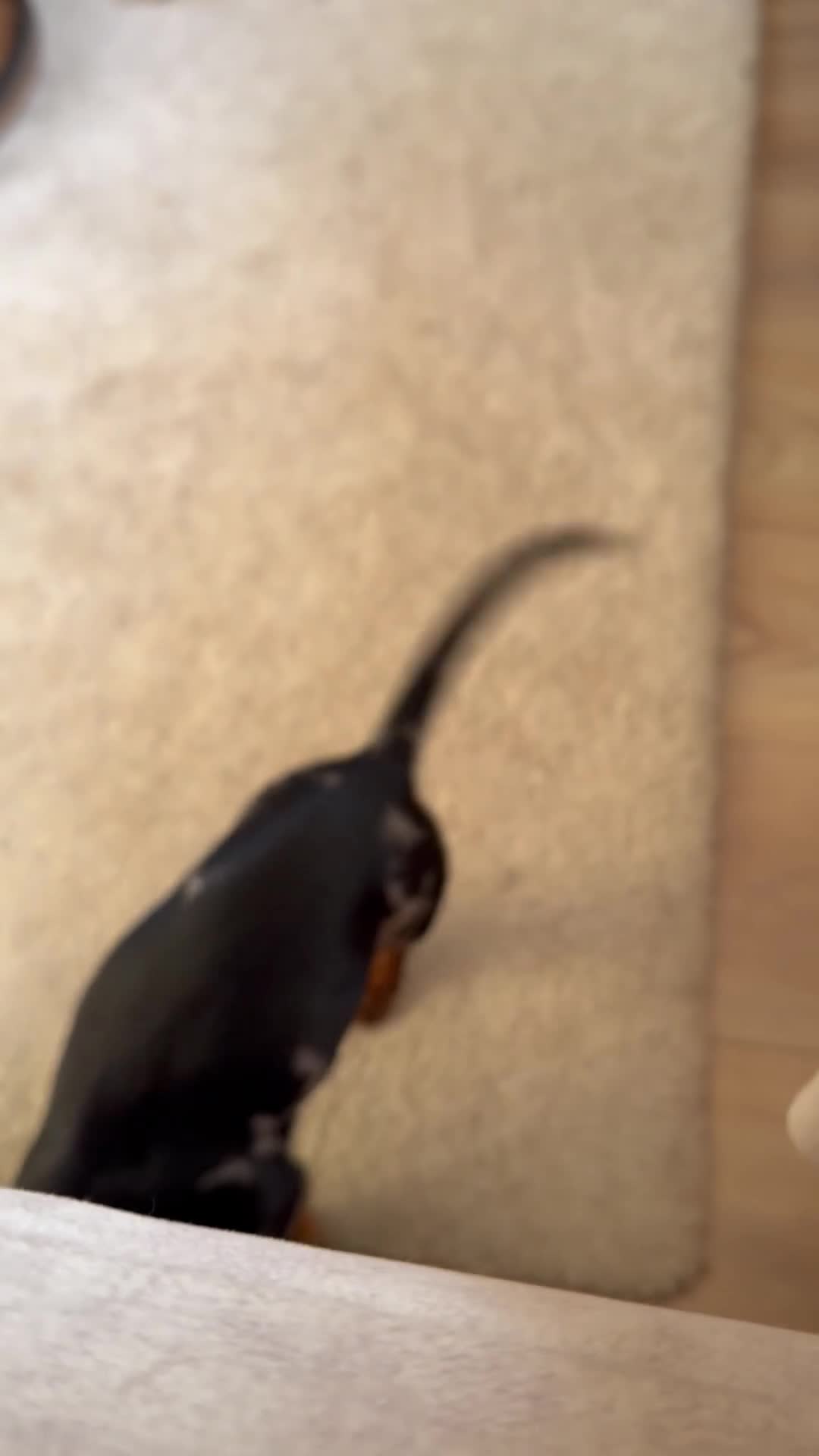 Miniature Dachshund dogs for sale: Miniature Dachshund Female Silver Dapple  - Video 1