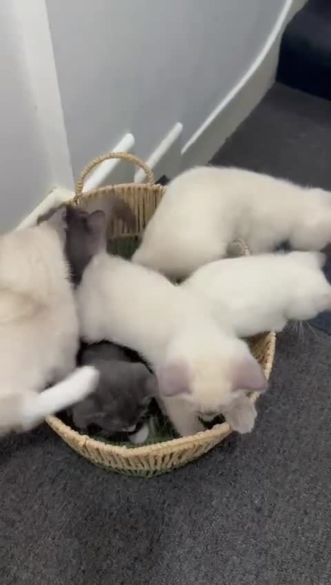 Ragdoll cats for sale: Adorable Ragdoll kittens ( mixt) for sale - Video 1