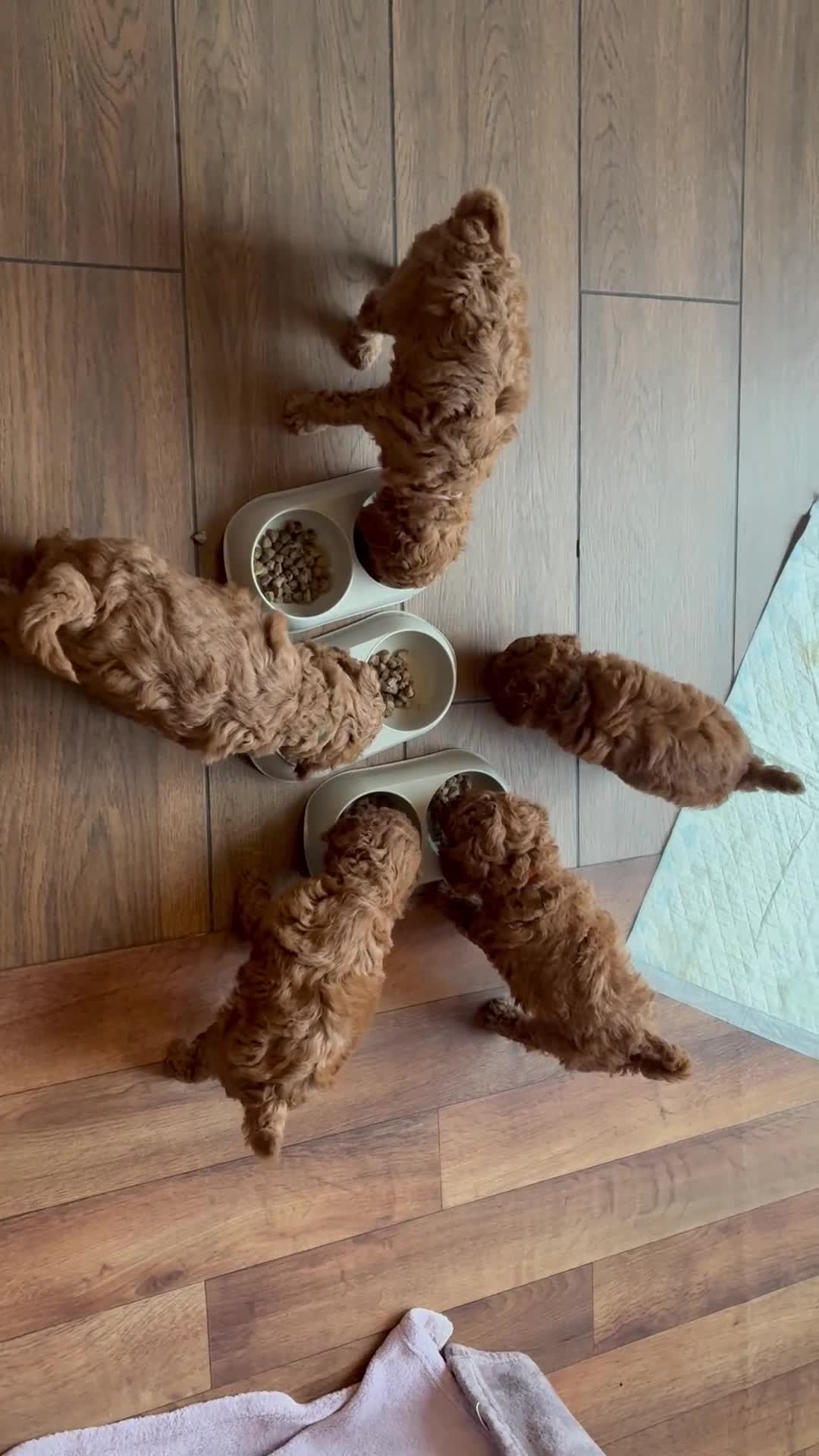 Cockapoo dogs for sale: Last girl available, ready for her forever home! - Video 3