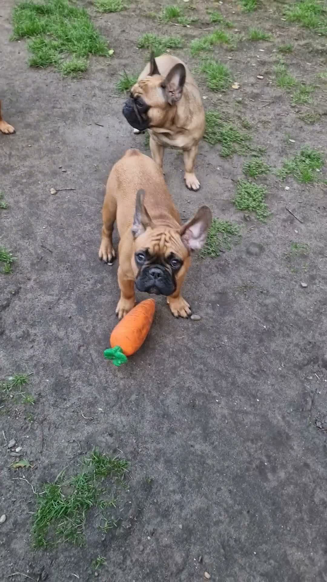 French Bulldog dogs for sale: Standard red fawn/pied French bulldog - Video 1