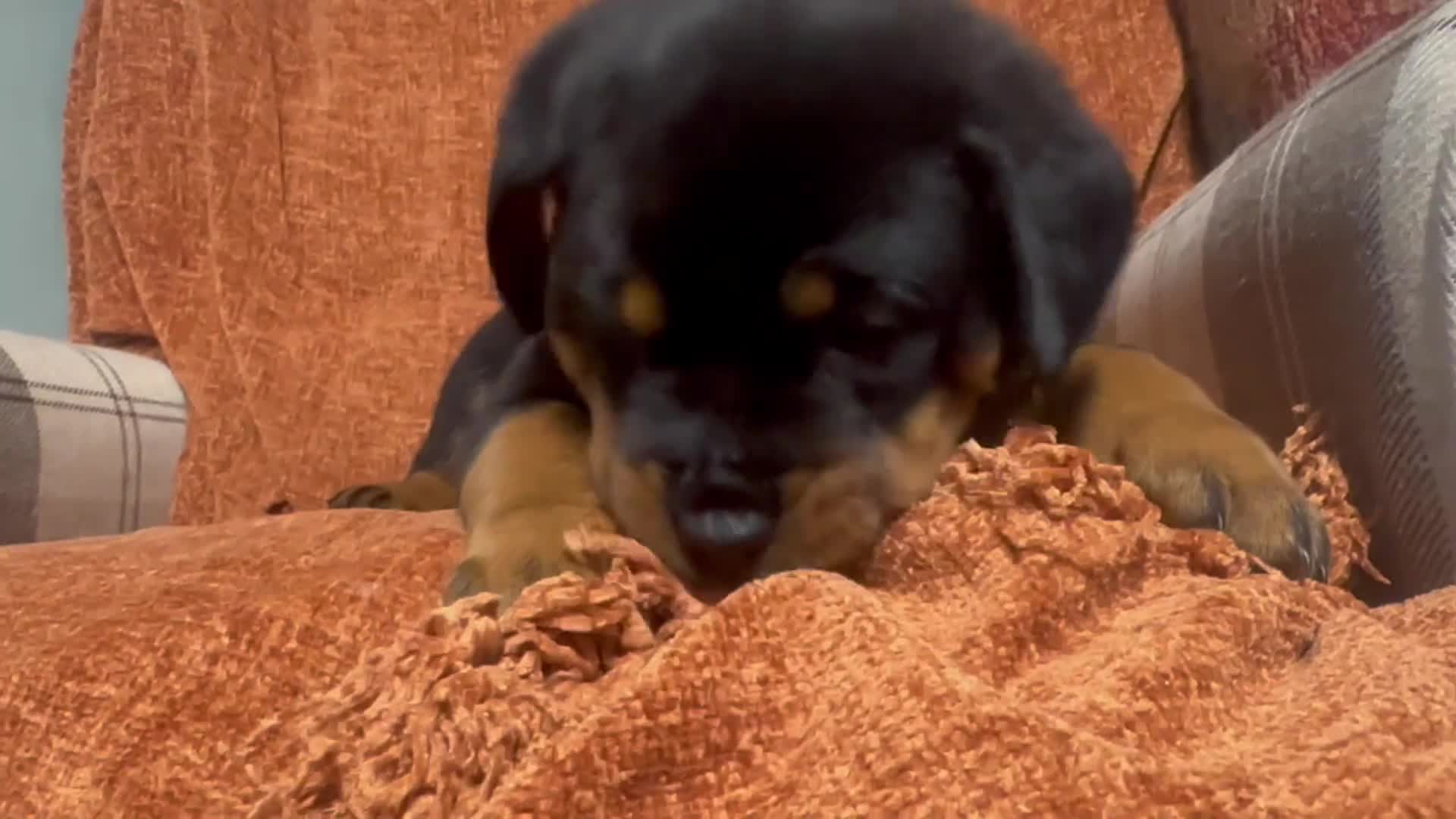 Rottweiler dogs for sale: 1 female beautiful Rottweiler puppy - Video 1