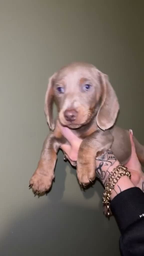 Dachshund dogs for sale: Pure breed dachshund  - Video 2