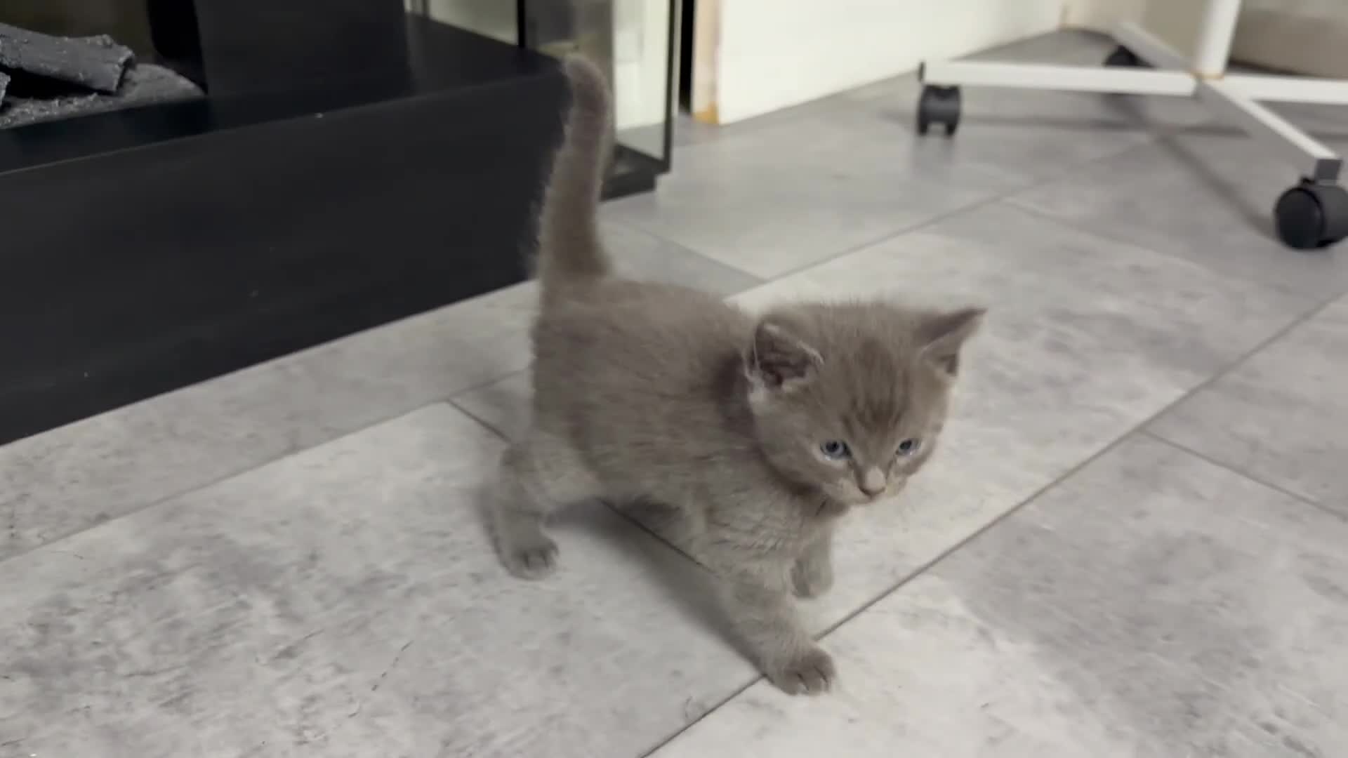 Ragdoll cats for sale: Ragdoll/Turkish Angora 8 Weeks Old Blue-Eyed - Video 2