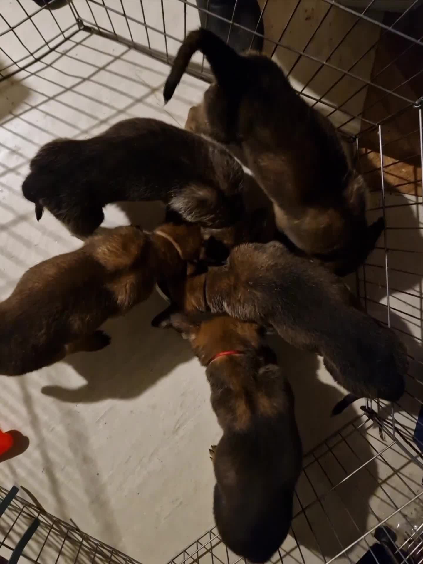Belgian Shepherd Dog dogs for sale: Belgium Malinois Cross  - Video 1