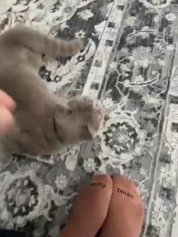 British Shorthair cats for sale: Brotish short hair in Preston - Video 1