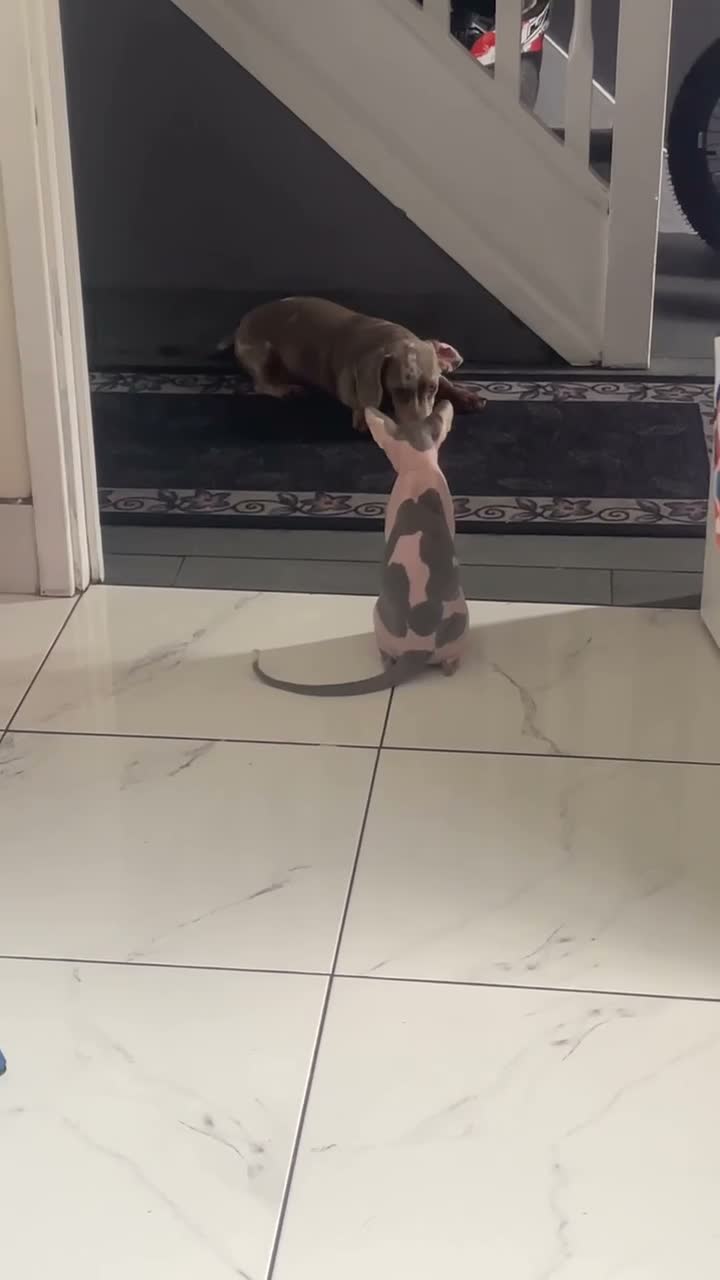 Dachshund dogs for sale: 1 boy 20 weeks old Merl daschund - Video 1