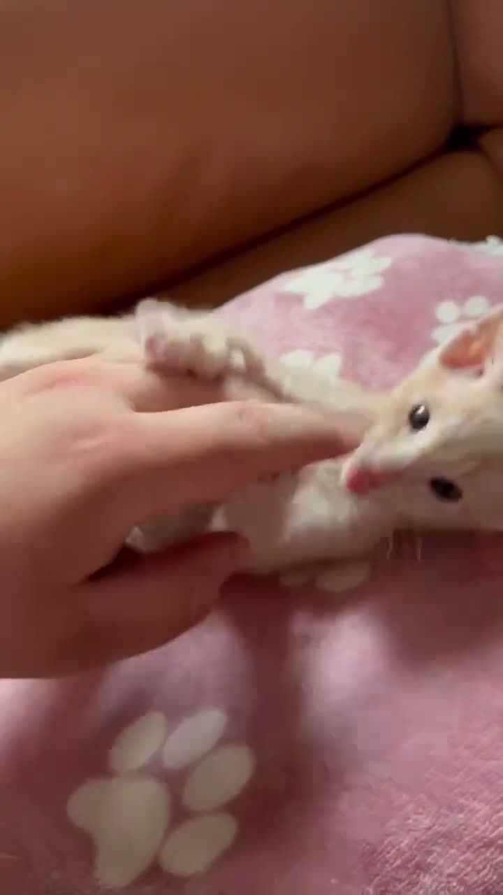 Oriental cats for sale: Beautiful Siamese & Oriental Kittens  - Video 1