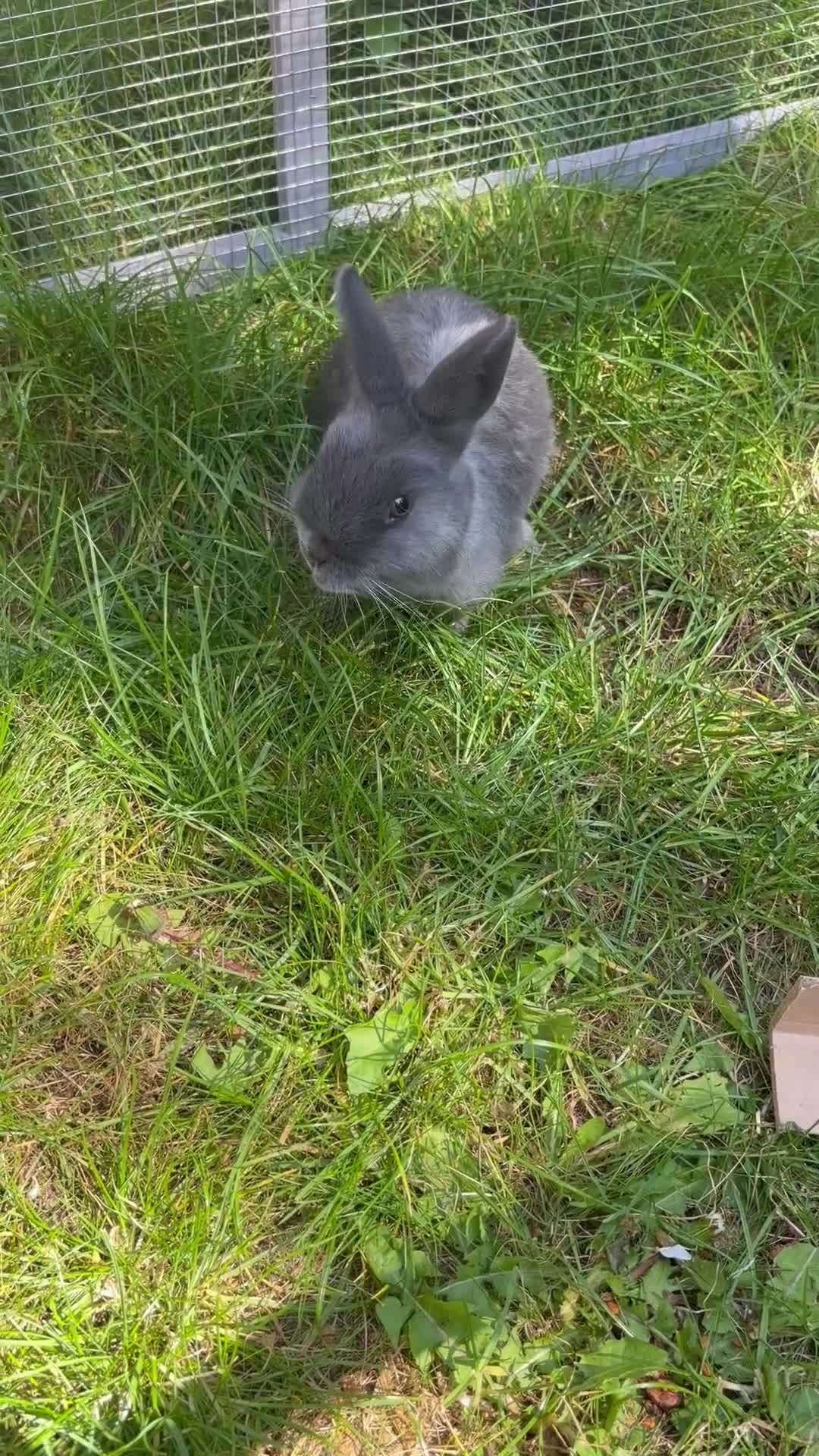 Netherland Dwarf rabbits for sale: Netherland Dwarf Rabbit for Sale🐰 in Sleaford - Video 1