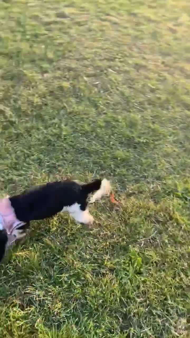 Sprocker dogs for sale: Looking for a Loving Home for Bonnie - Video 1