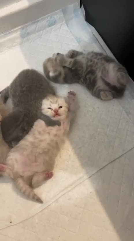 British Shorthair cats for sale: ❤️ British Shorthair kittens Stunning COLOURS 💙  - Video 2