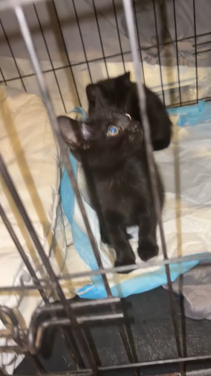 Mixed Breed cats for sale: Black cats  in Brighton - Video 1