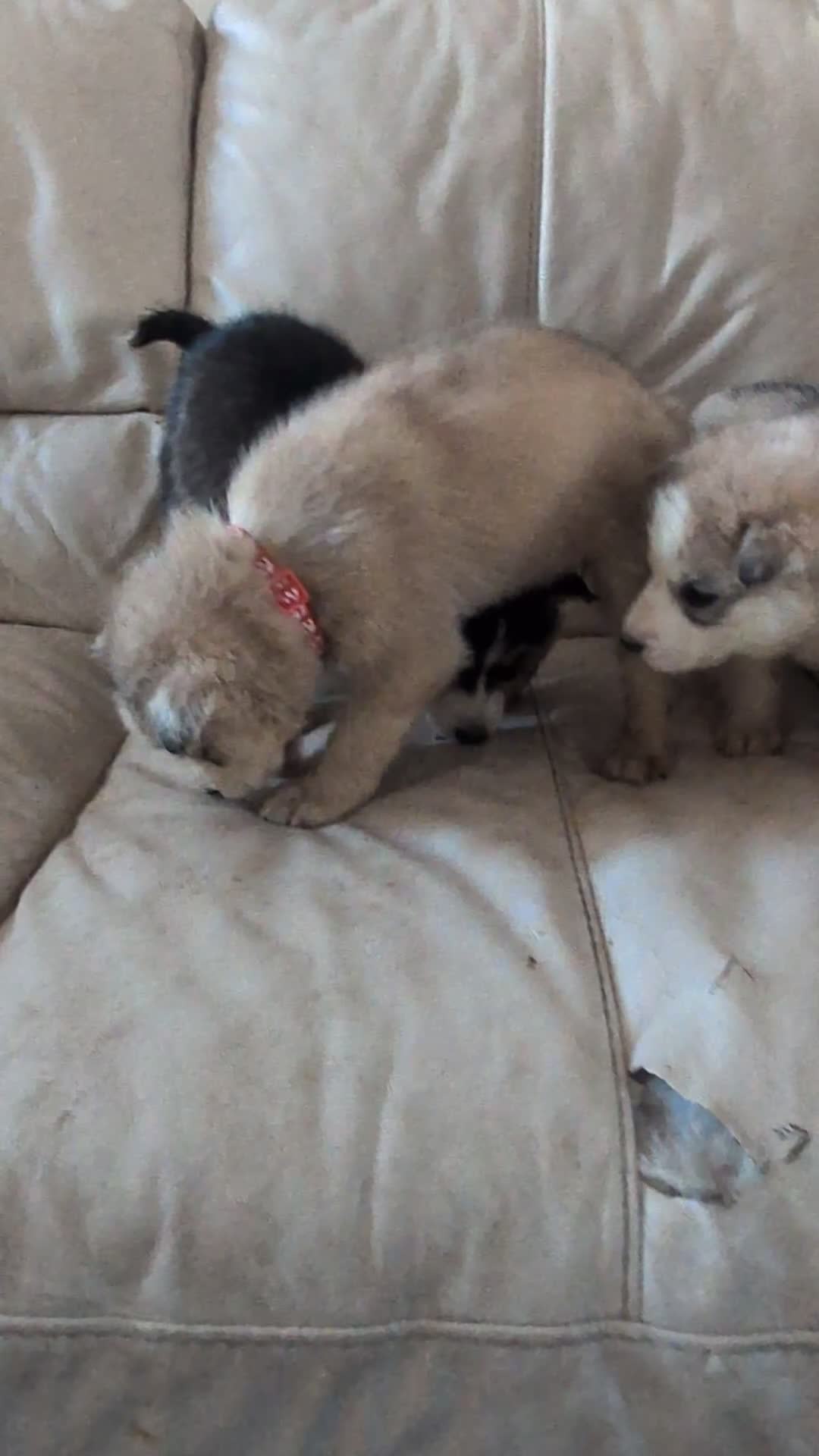 Siberian Husky dogs for sale: 5 Syberrian Husky puppies - Video 1