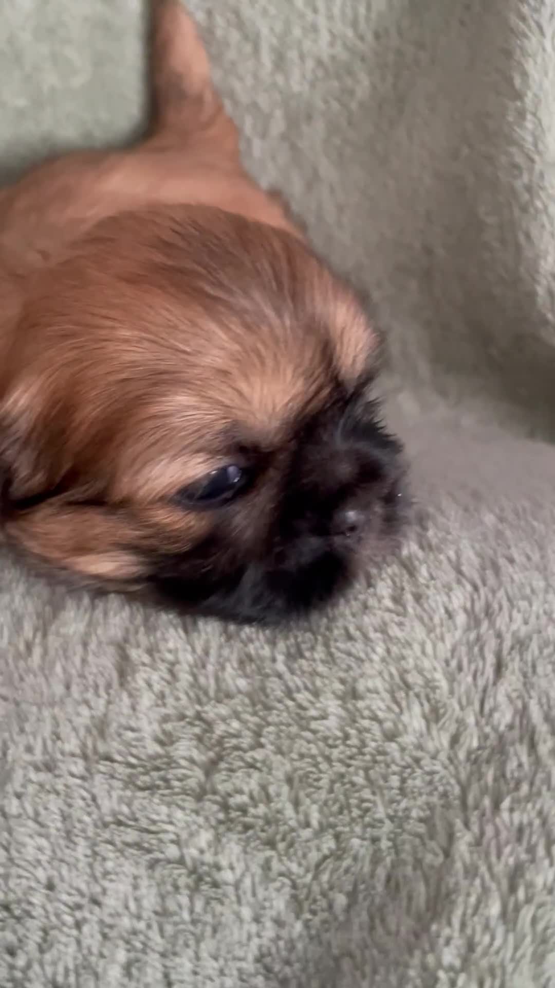 Shih Tzu dogs for sale: Adorable Imperial Shih Tzu Puppies - Video 1