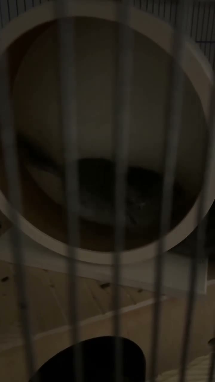Chinchilla rodents for sale: Male grey chinchilla for sale  - Video 1