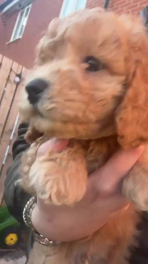 Miniature Poodle dogs for sale: READY TO GO 🐾 Miniature Poodle Puppies🐾 - Video 2