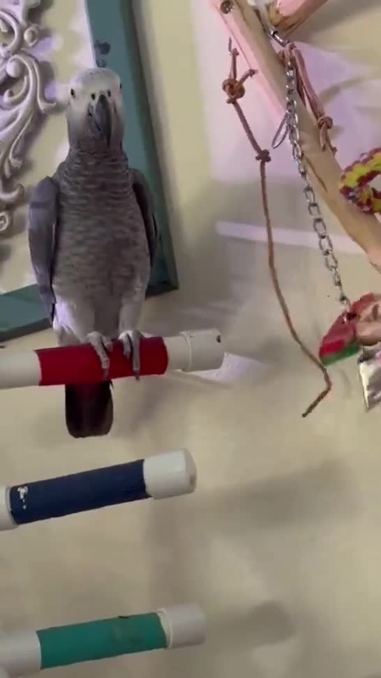 Parrots birds for sale: Perfectly feathered African grey birds - Video 3