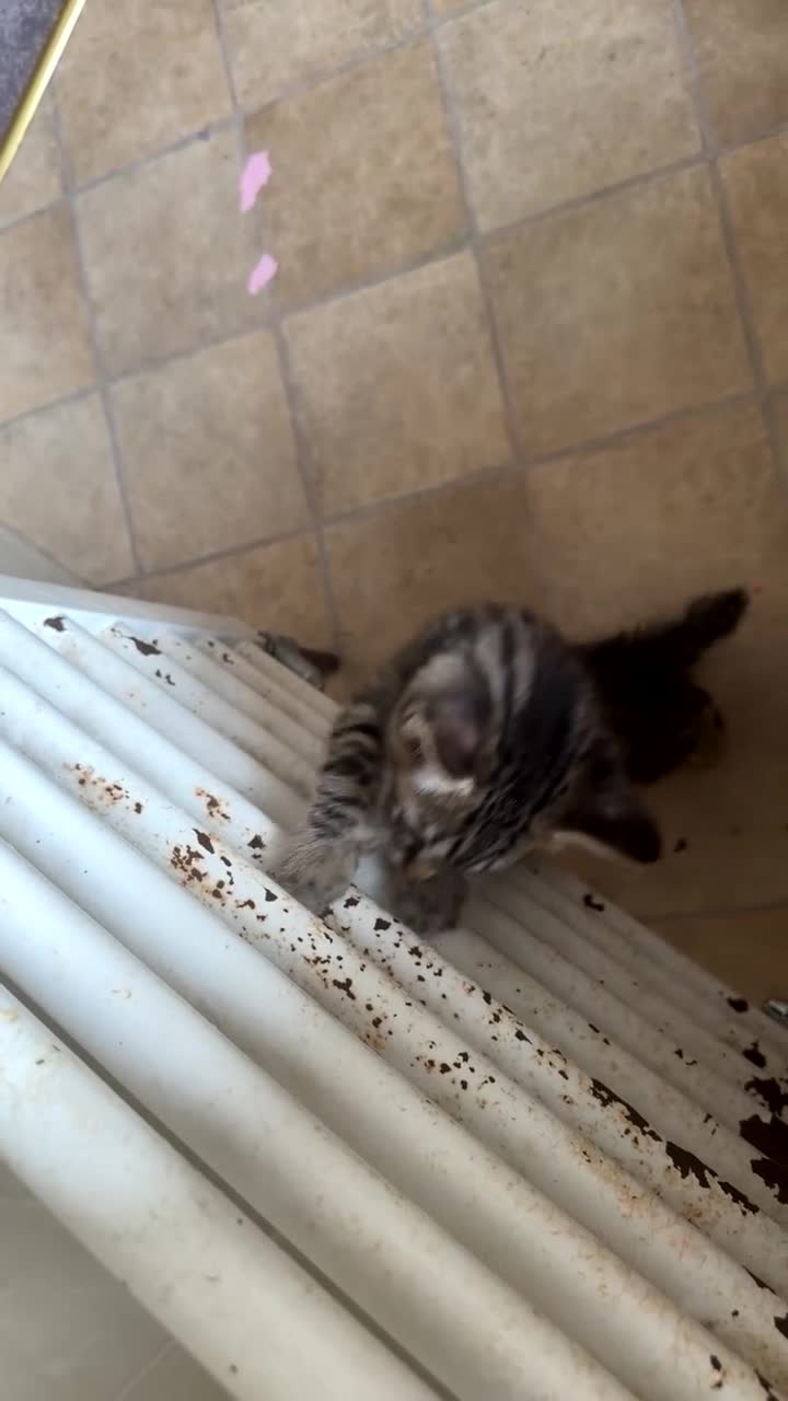 British Shorthair cats for sale: Beautiful Tabby Male Kitten –Ready Now - Video 2