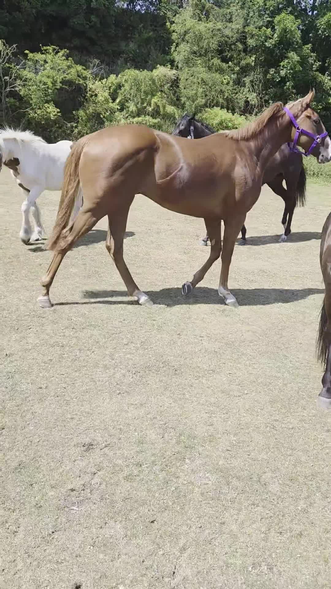 English Thoroughbred horses for sale: Two lovely thoroughbred Youngsters  - Video 1