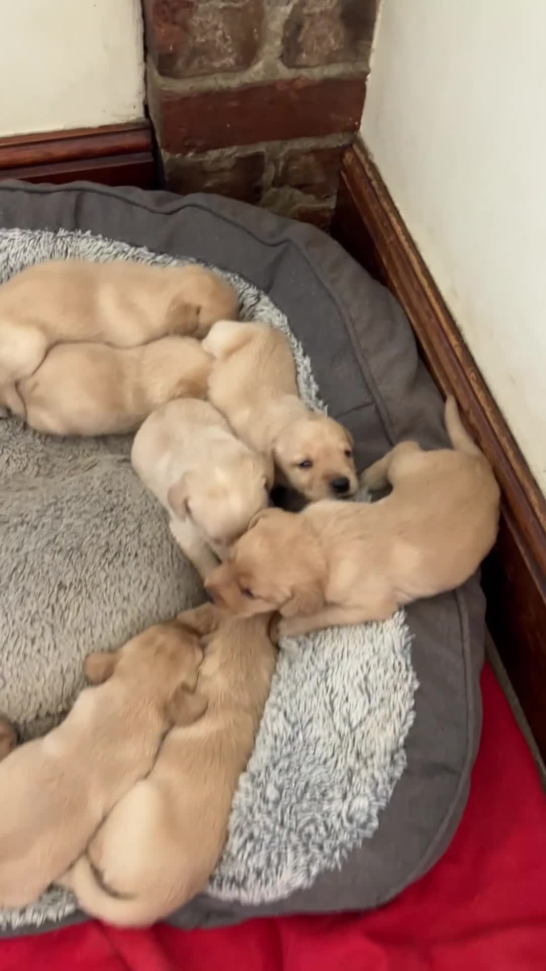 Labrador Retriever dogs for sale: Quality Labrador puppies  - Video 1
