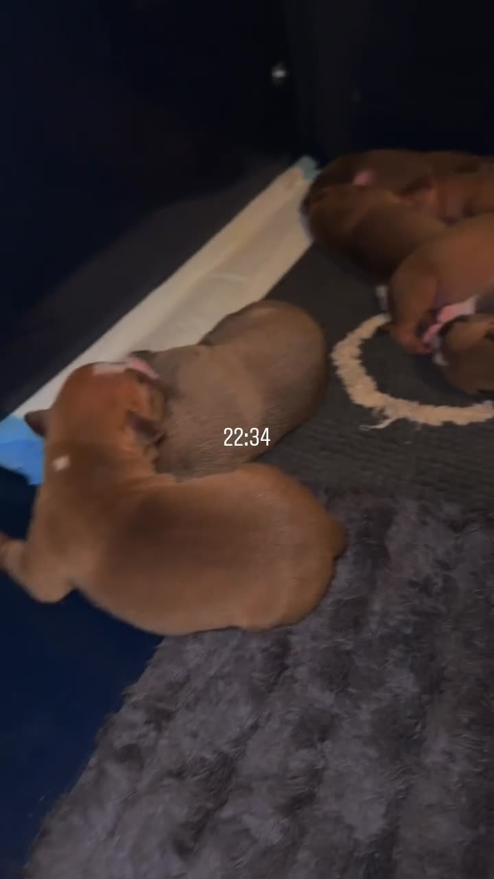 Mixed Breed dogs for sale: Staff X Sharpei puppies  - Video 1