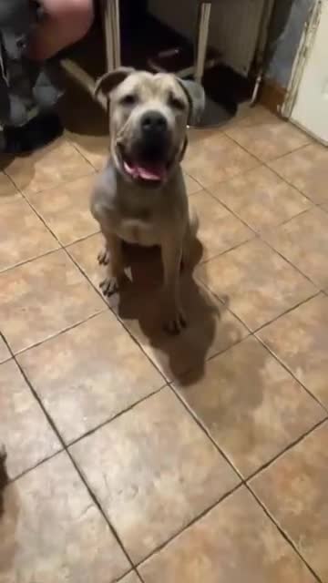 Cane Corso dogs for sale: Female cane corso  - Video 2