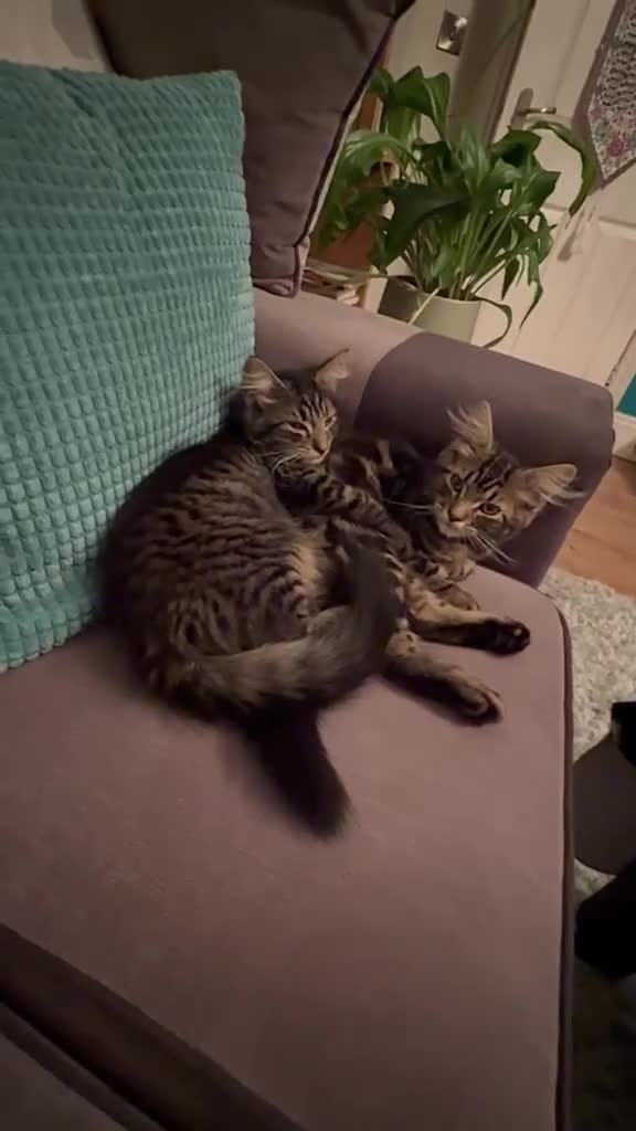 Mixed Breed cats for sale: Two fluffy mixed breed tabbies ready now - Video 2