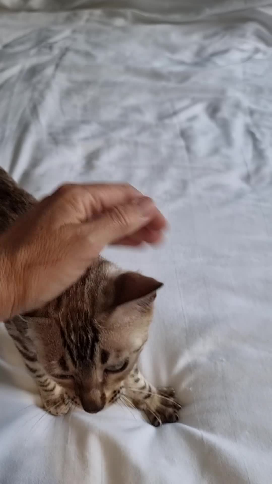 Bengal cats for sale: 12 month old female Bengal ready to leave - Video 3