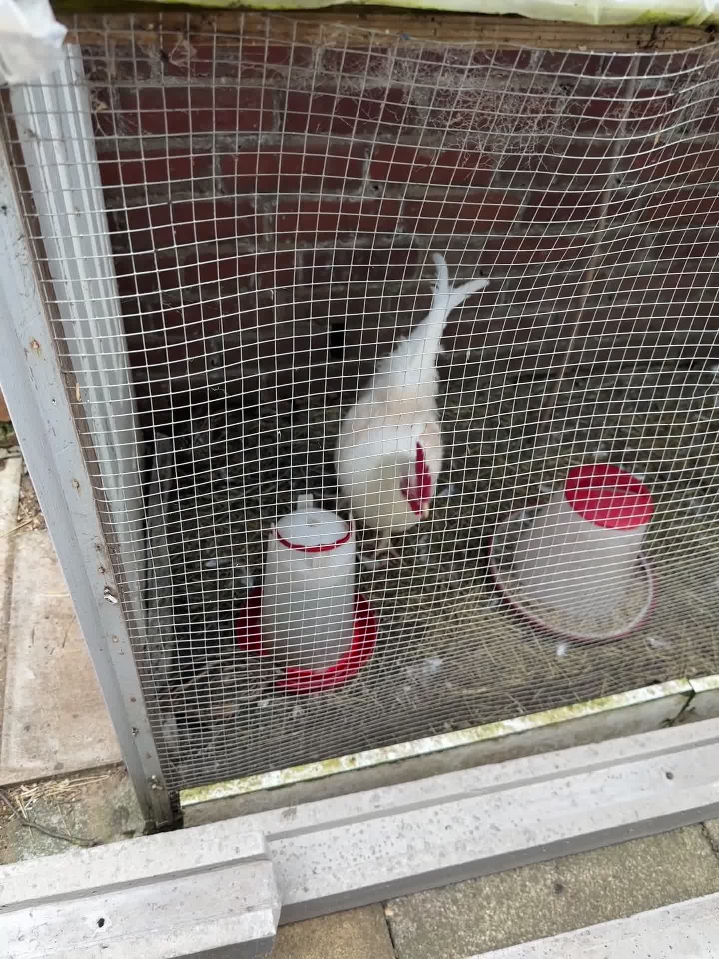 Mixed Breed birds for sale: Quail and rooster  - Video 1