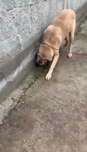 Mixed Breed dogs for adoption: 🧡 Phoenix – A Gentle Soul Waiting to Belong❤️‍🩹 in Hengoed - Video 2