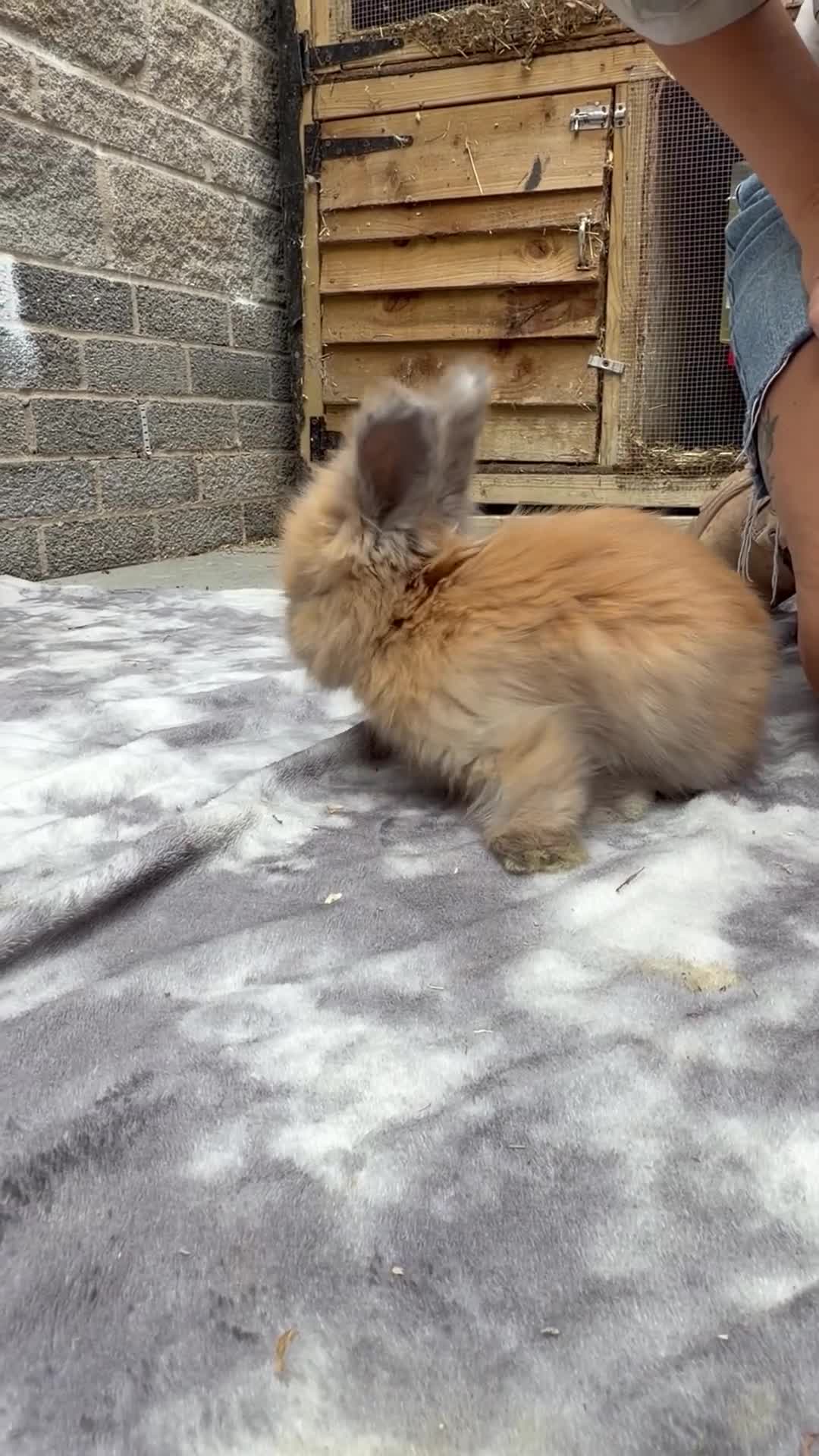Angora rabbits for sale: Angora collection Ready - Video 4