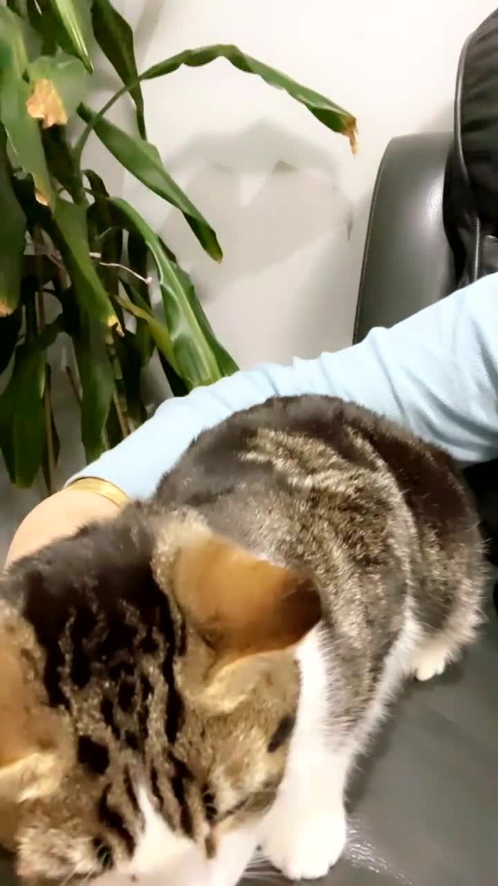 Mixed Breed cats for sale: Kitty cats  - Video 3