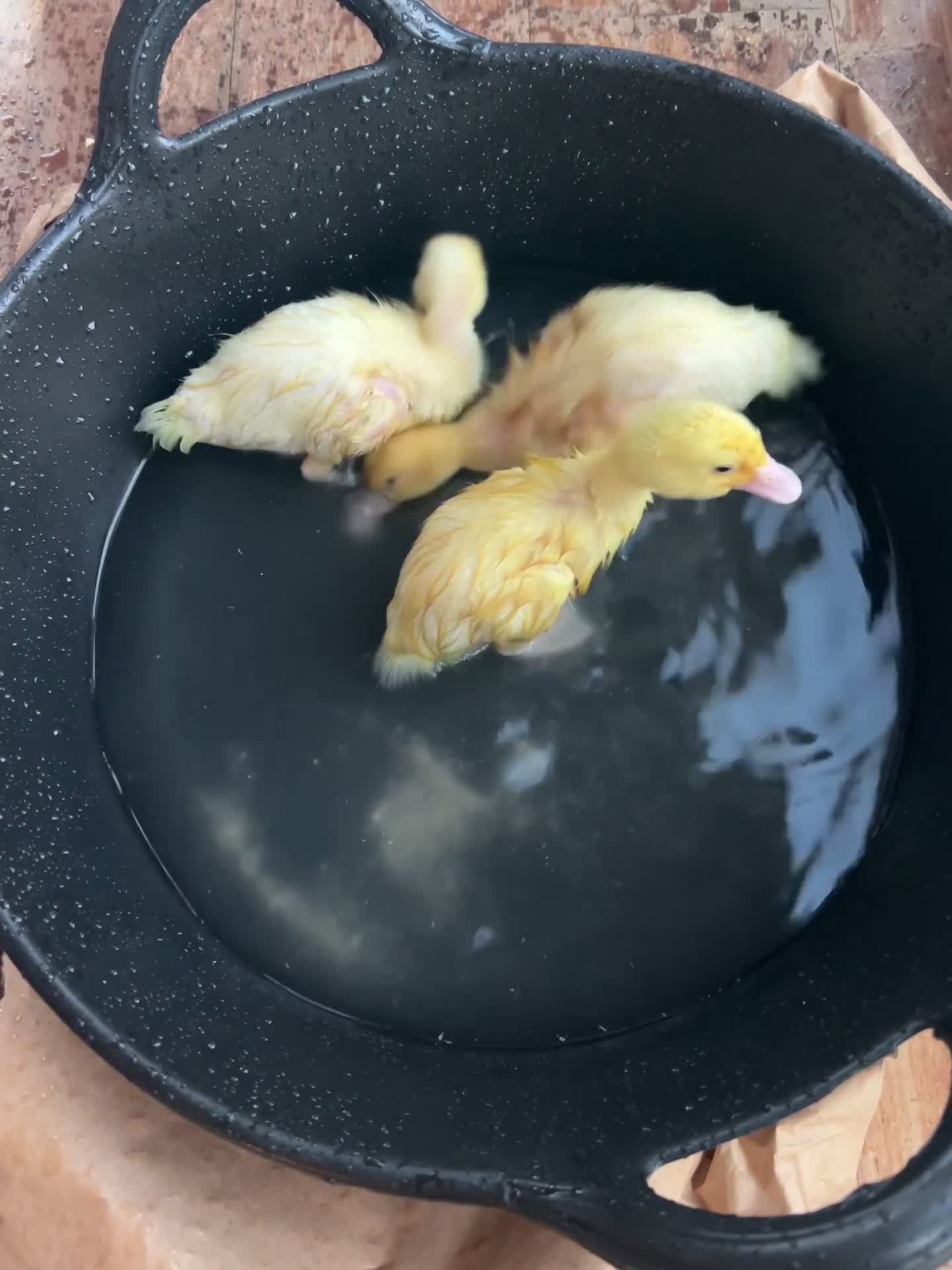 Ducks poultry for sale: 2/3 Pekin ducklings to go to loving home in Hastings - Video 2