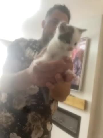 British Shorthair cats for sale: Four beautiful chunky kittens grey blue  - Video 1