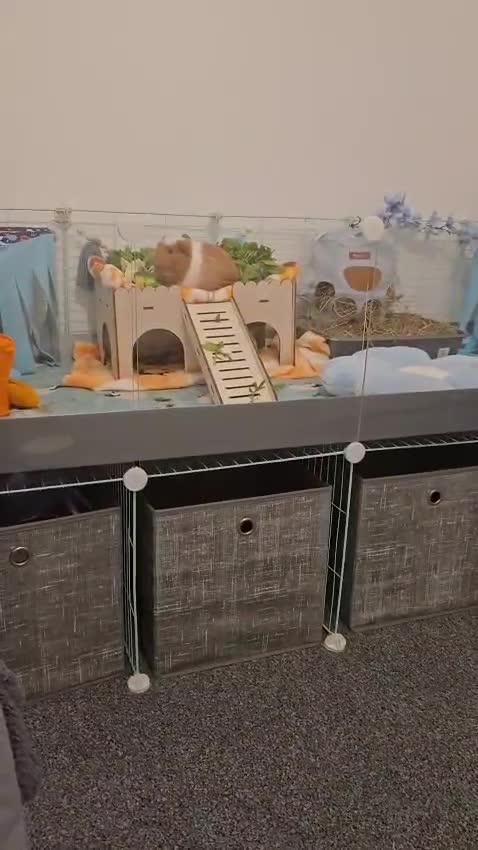 Guinea Pig rodents for sale: Duke & Patrick  in Caldicot - Video 1