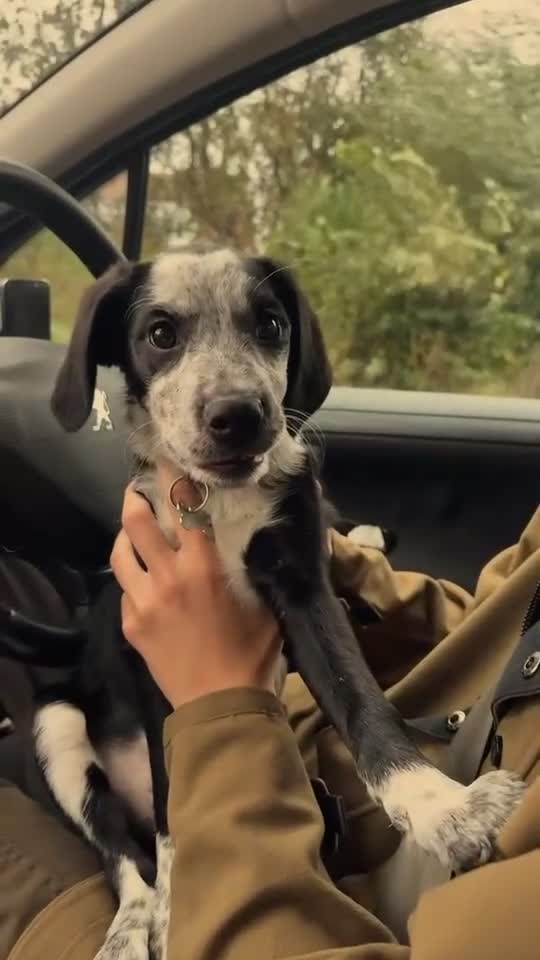Mixed Breed dogs for sale: 12 week old Sprollie puppy for a new home  - Video 1