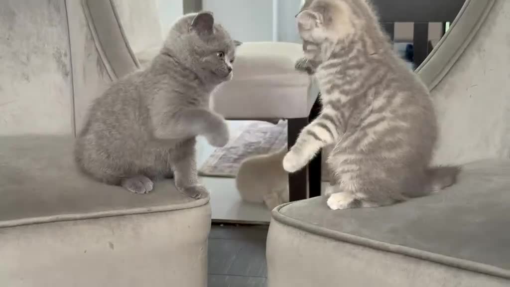 Scottish Fold cats for sale: LAST Scottish Fold – Ready Now - Video 1