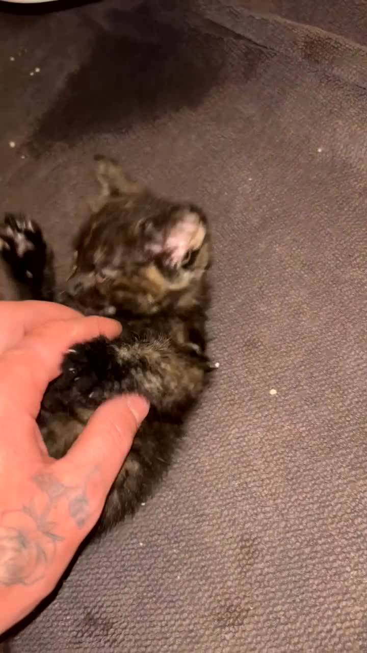 Mixed Breed cats for sale: Female tabby x long hair Bombay kitten ready now - Video 1