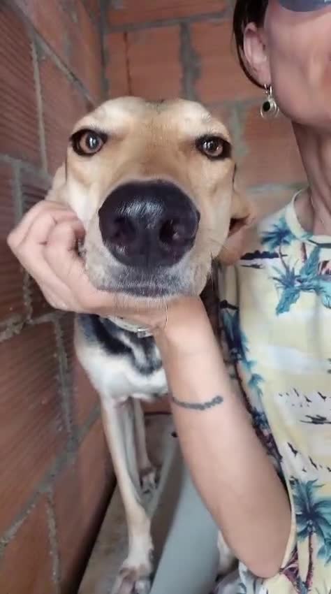 Mixed Breed dogs for adoption: Cahil , a sweet Cypriot girl  - Video 4