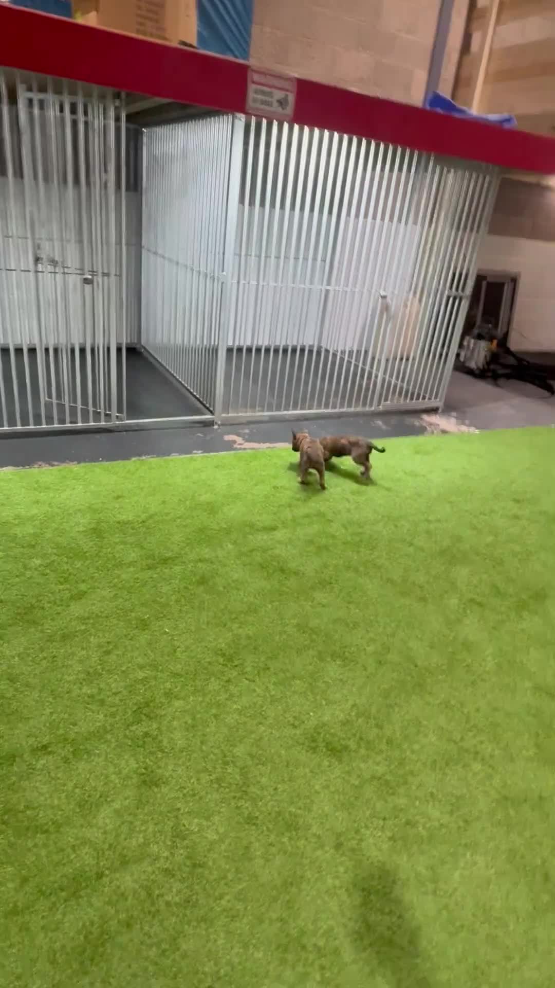 Belgian Shepherd Dog dogs for sale: Belgian malinois  - Video 1